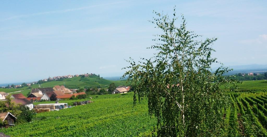ريكفيهر Chambres D'Hotes Du Vignoble الغرفة الصورة
